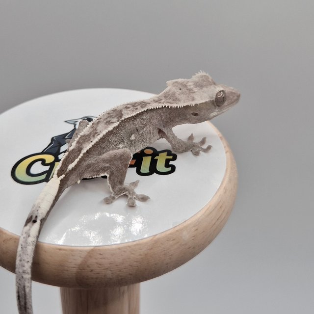 아잔틱 풀핀 화이트핀