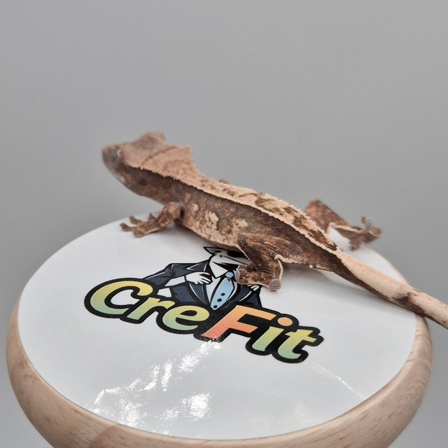 노멀 화이트스팟 익스트림할리퀸 트라이