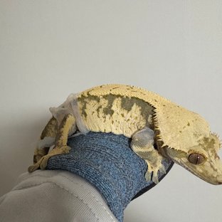 익스트림할리퀸