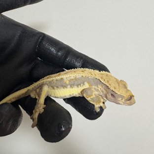 익스트림할리퀸