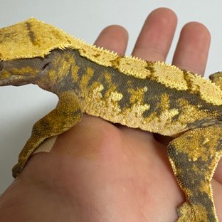 익스트림할리퀸