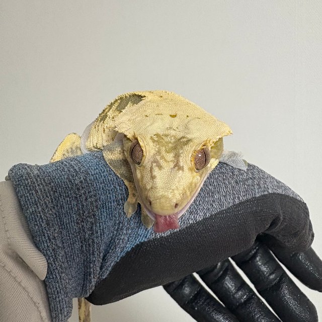 익스트림할리퀸