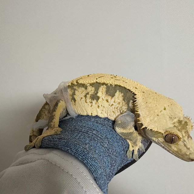 익스트림할리퀸