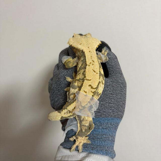 익스트림할리퀸