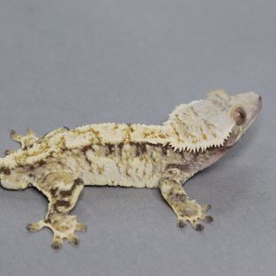 노멀 트라이 화이트스팟 익스트림할리퀸 (부)