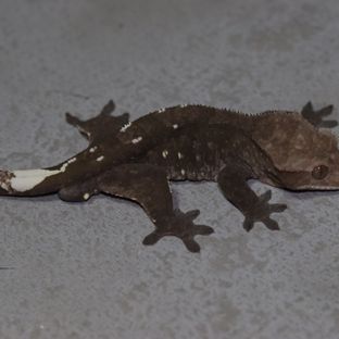아잔틱 (부)