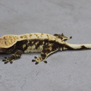 노멀 트라이 익스트림할리퀸 (모)