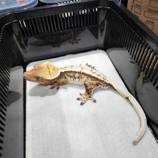 노멀 트라이 익스트림할리퀸 화이트스팟 드리피 (부)