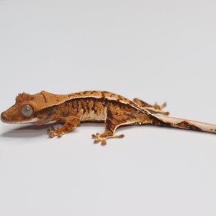 트라이 익스트림할리퀸