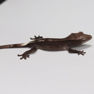 아잔틱