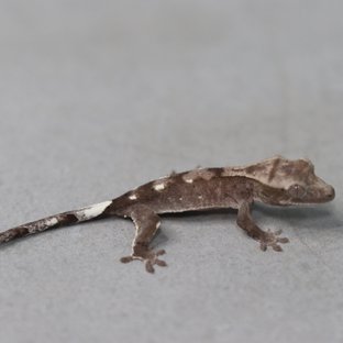아잔틱