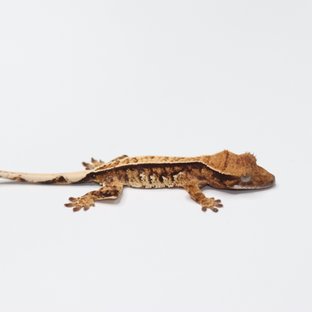 트라이 익스트림할리퀸