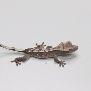 아잔틱