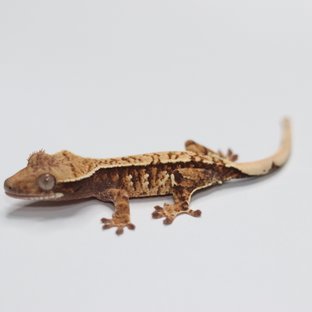 트라이 익스트림할리퀸 화이트스팟