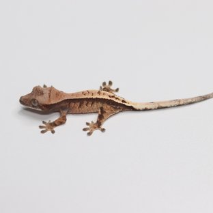 세이블