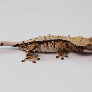 노멀 트라이 익스트림할리퀸 화이트스팟