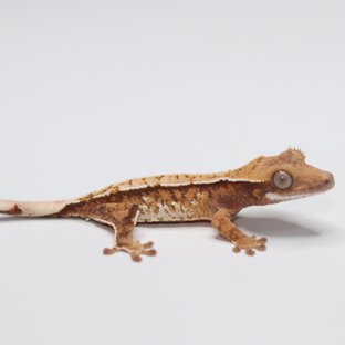 트라이 화이트스팟 화이트핀