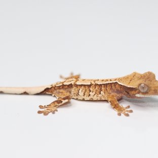 트라이 익스트림할리퀸 화이트스팟