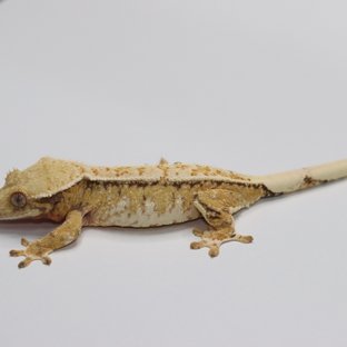 트라이 드리피 화이트스팟 화이트핀 풀핀