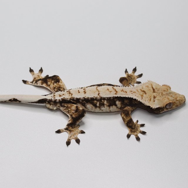 노멀 트라이 드리피 익스트림할리퀸 화이트스팟 화이트