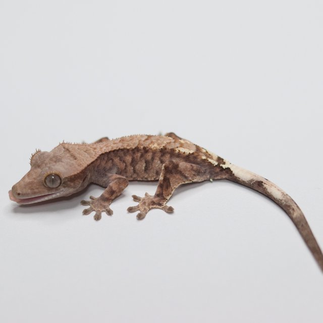 카푸치노 트라이