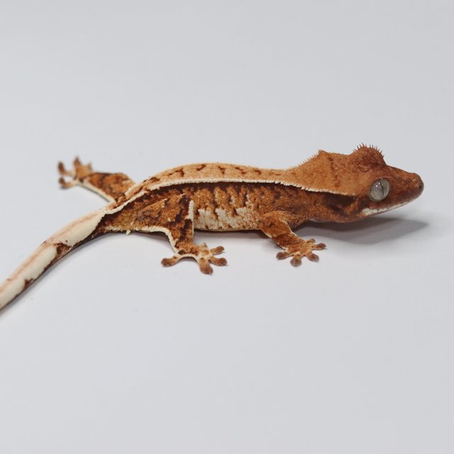 트라이 익스트림할리퀸 텐저린