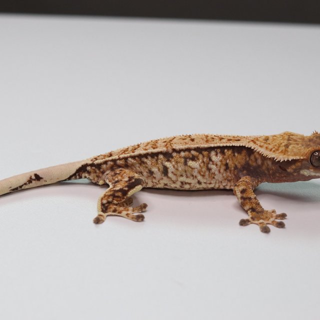 트라이 화이트포트홀 화이트스팟