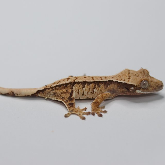 트라이 화이트스팟