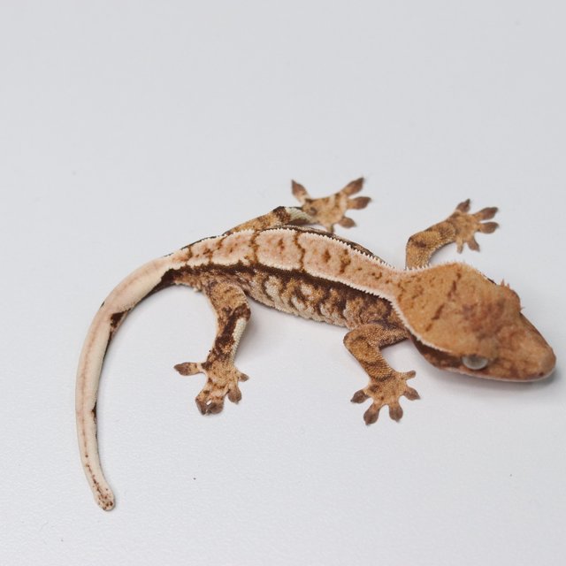 트라이 익스트림할리퀸