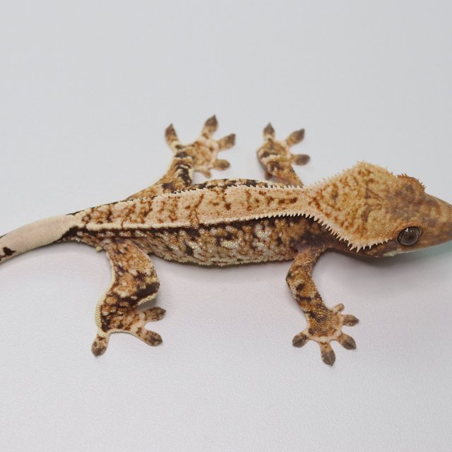 트라이 화이트포트홀 화이트스팟