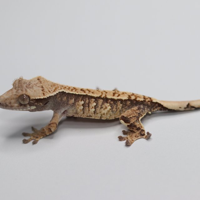 트라이 화이트스팟 화이트포트홀