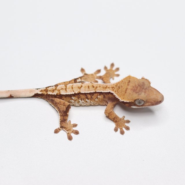 트라이 화이트스팟 화이트핀