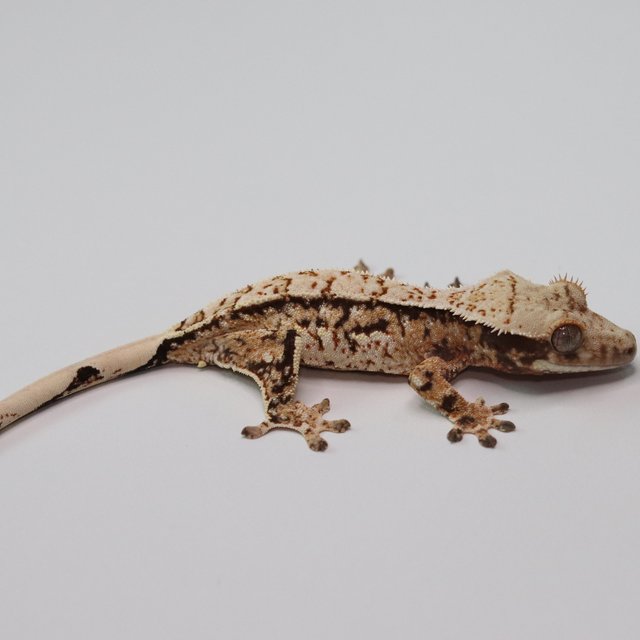 노멀 트라이 익스트림할리퀸 화이트스팟