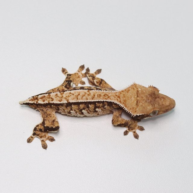 노멀 트라이 익스트림할리퀸 화이트스팟