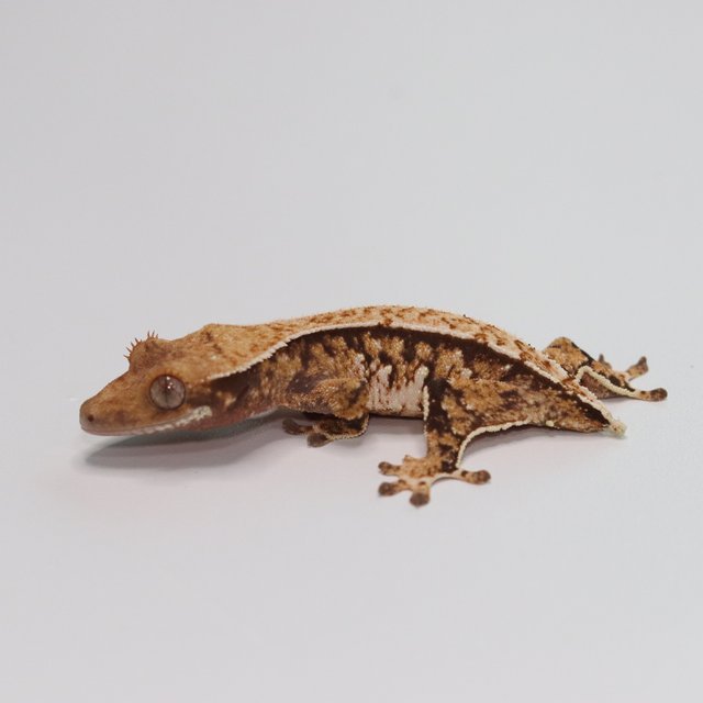 노멀 트라이 익스트림할리퀸 화이트스팟