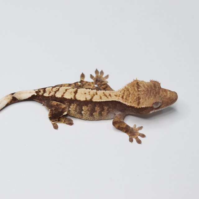 노멀 트라이 익스트림할리퀸