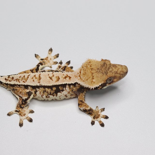 노멀 트라이 익스트림할리퀸 화이트스팟 화이트 화이트핀