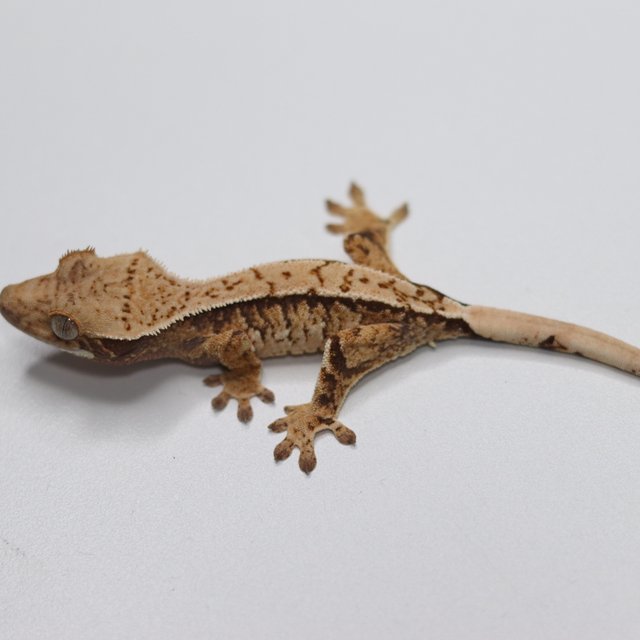 트라이 화이트스팟