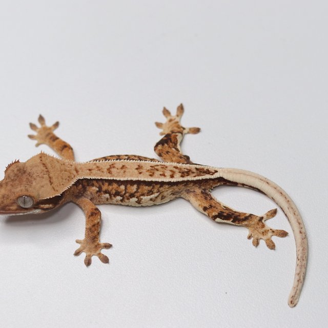 트라이 익스트림할리퀸 텐저린 쿼드