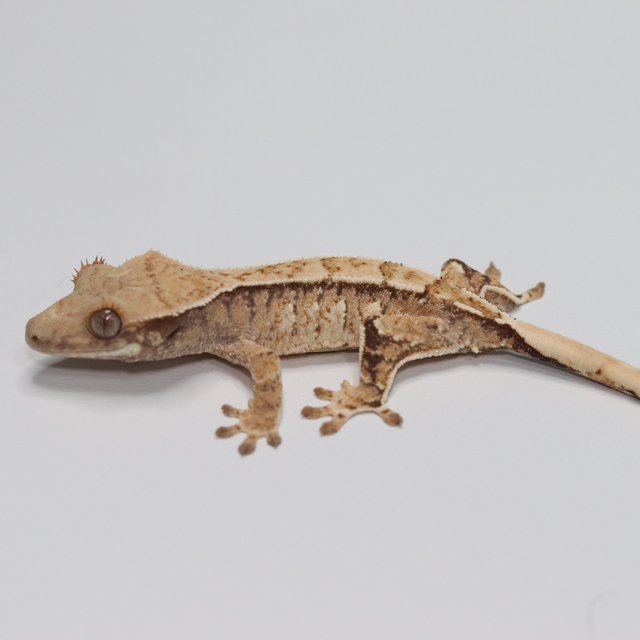 노멀 트라이 익스트림할리퀸 화이트스팟 화이트포트홀