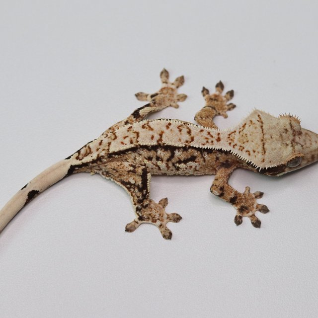 노멀 트라이 익스트림할리퀸 화이트스팟