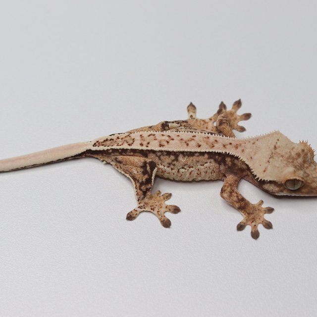 노멀 트라이 쿼드 화이트스팟