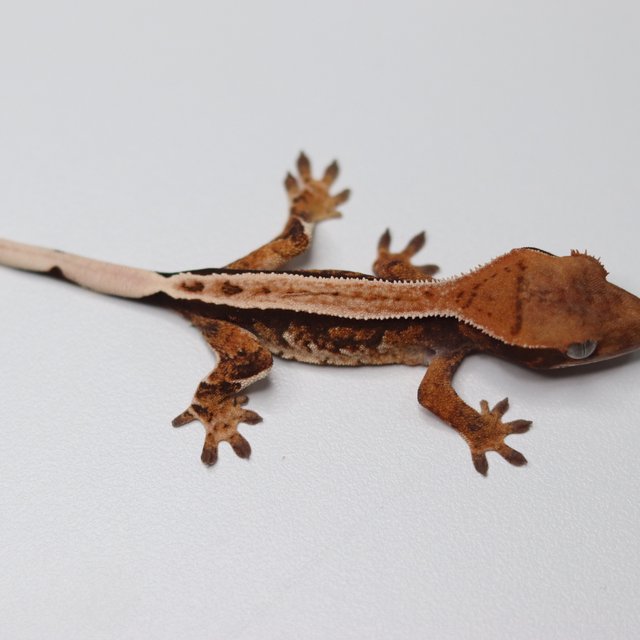 텐저린 트라이 풀핀