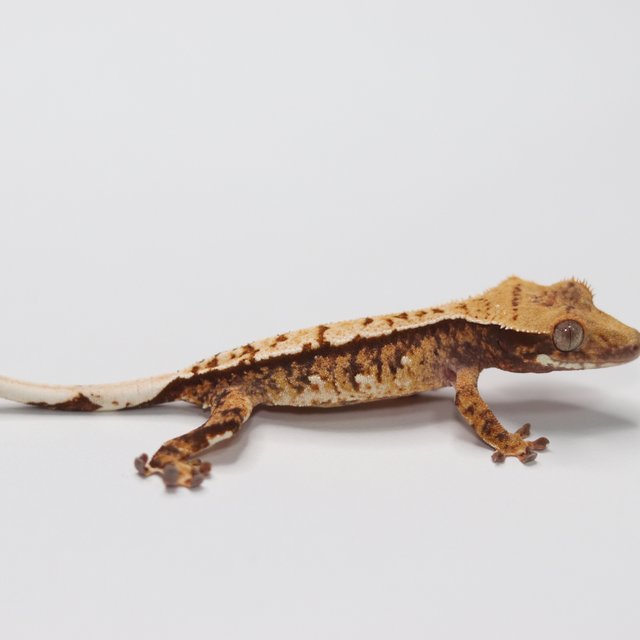 트라이 익스트림할리퀸 화이트스팟