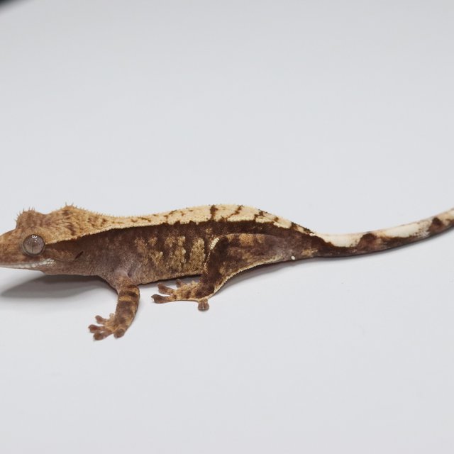 노멀 트라이 익스트림할리퀸