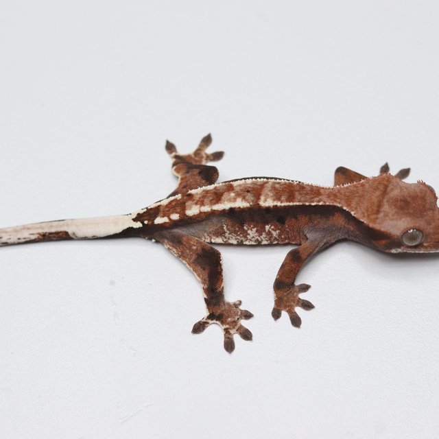 트라이 카푸치노