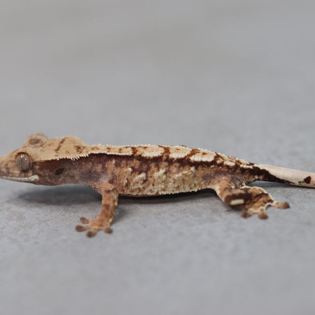 노멀 트라이 익스트림할리퀸 화이트포트홀 화이트스팟