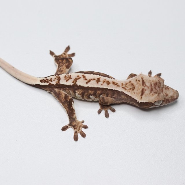 트라이 익스트림할리퀸