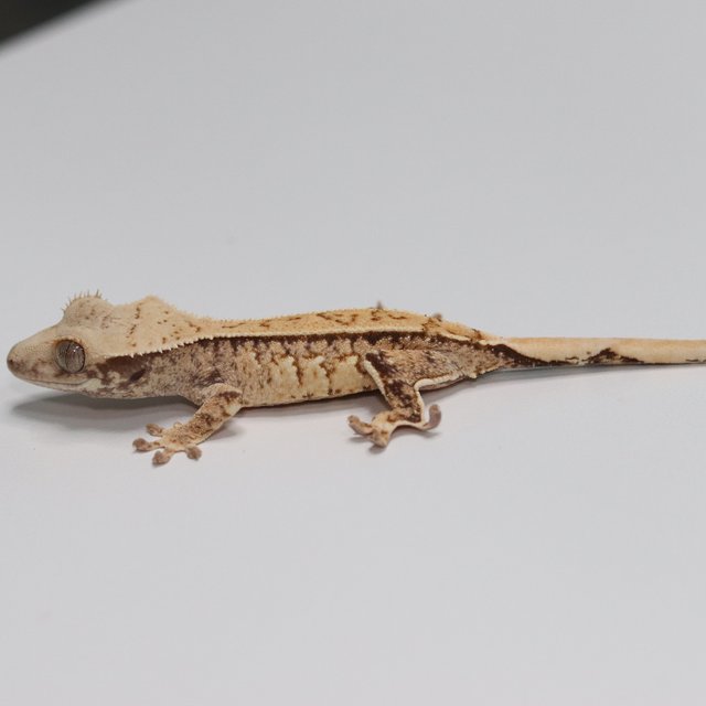 노멀 트라이 화이트스팟 쿼드