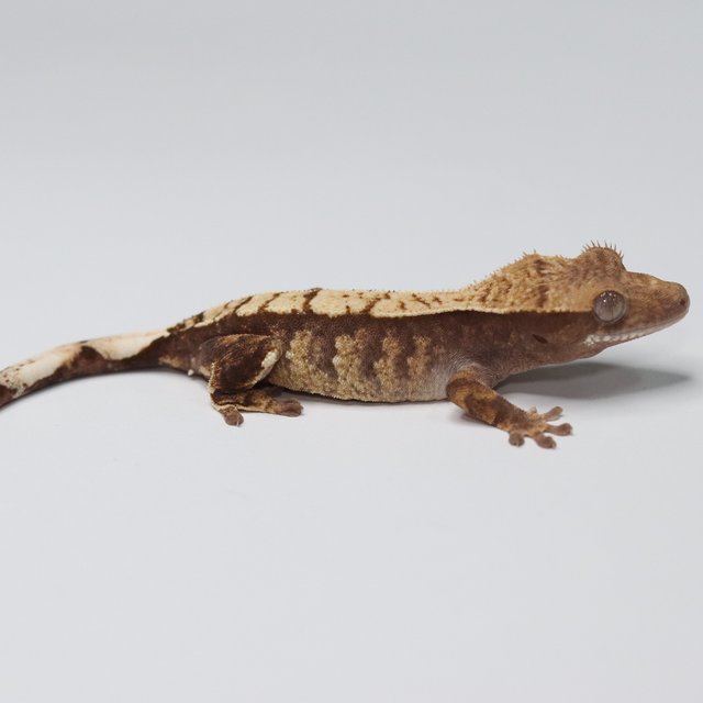 노멀 트라이 익스트림할리퀸